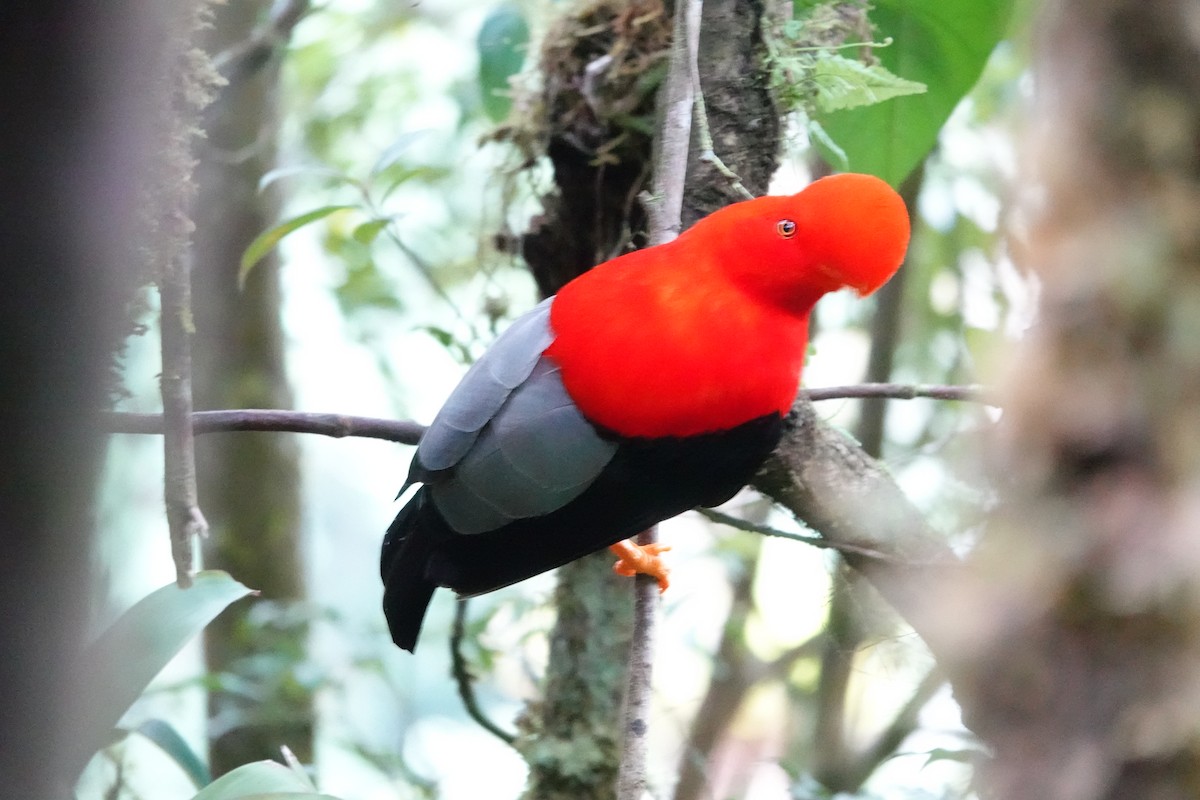 Coq-de-roche péruvien - ML647368147