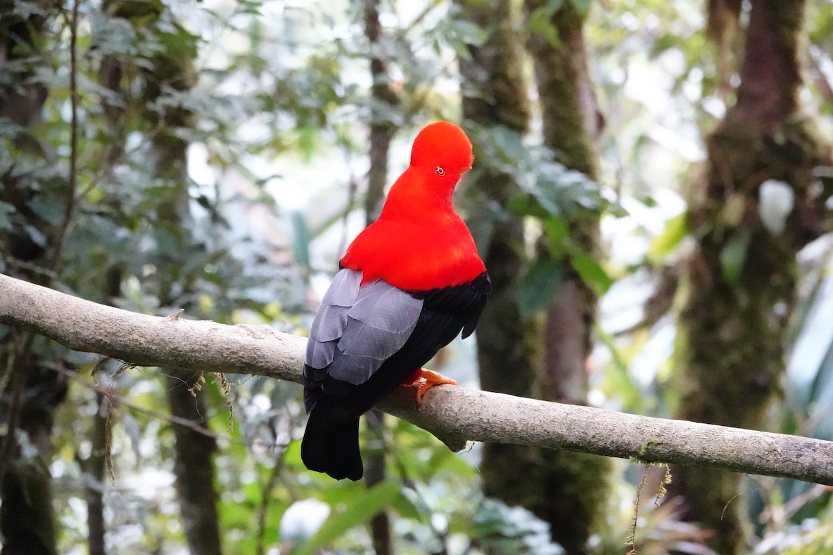 Coq-de-roche péruvien - ML647368148