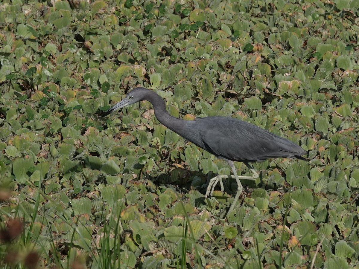 Little Blue Heron - ML647368160