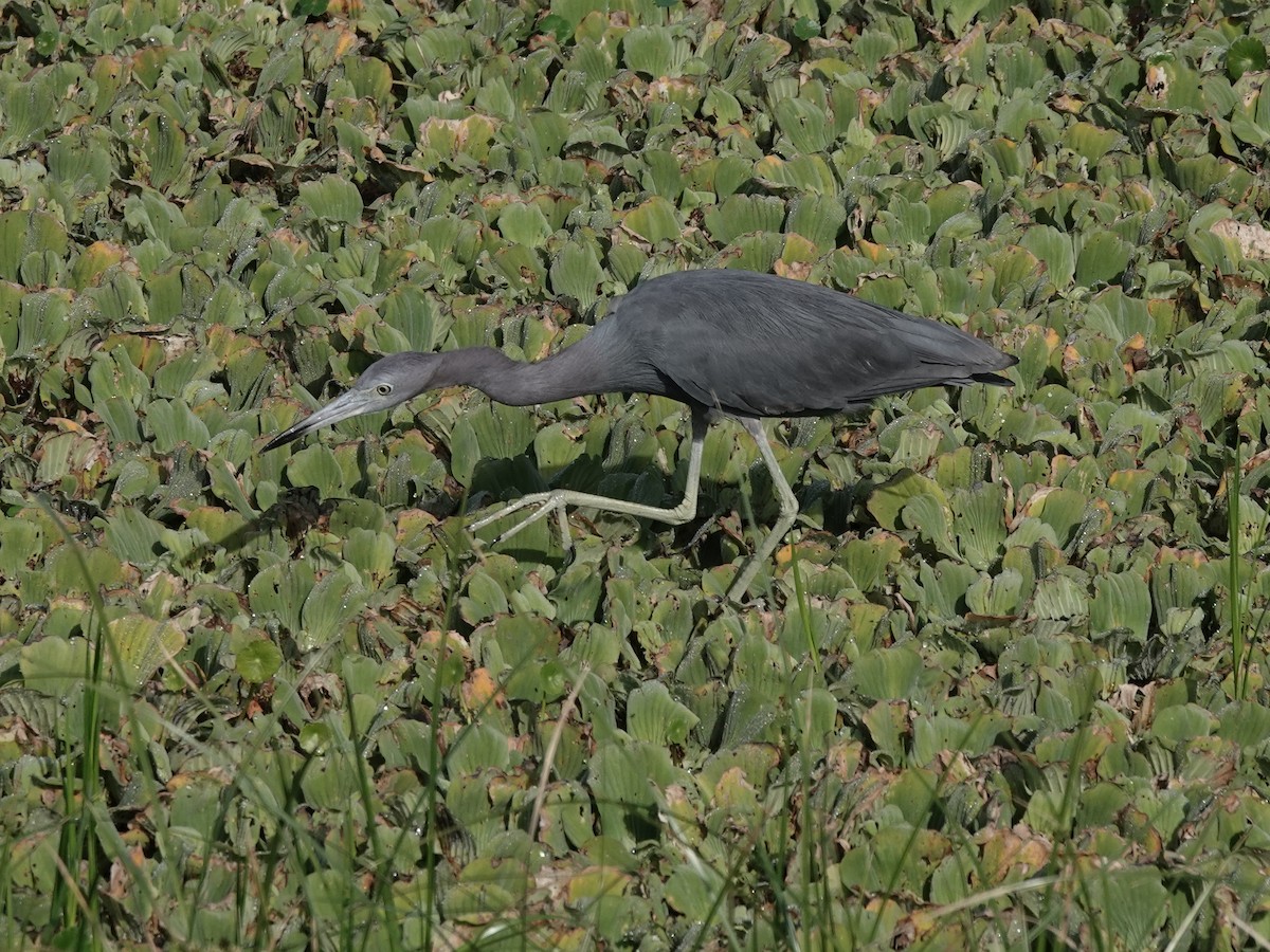 Little Blue Heron - ML647368161