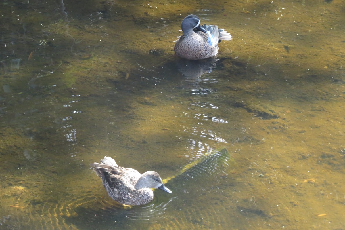 Чирянка блакитнокрила - ML647368179