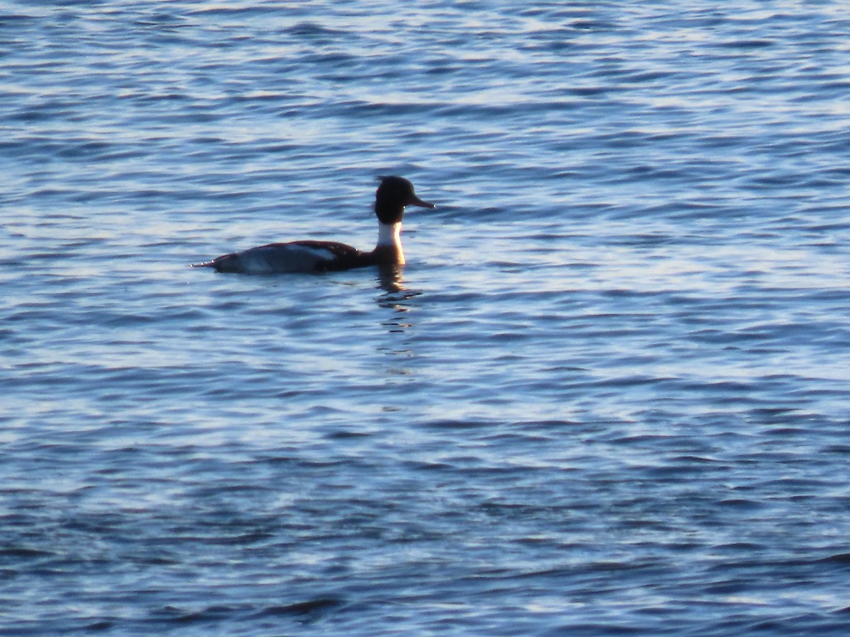 Red-breasted Merganser - ML647368181