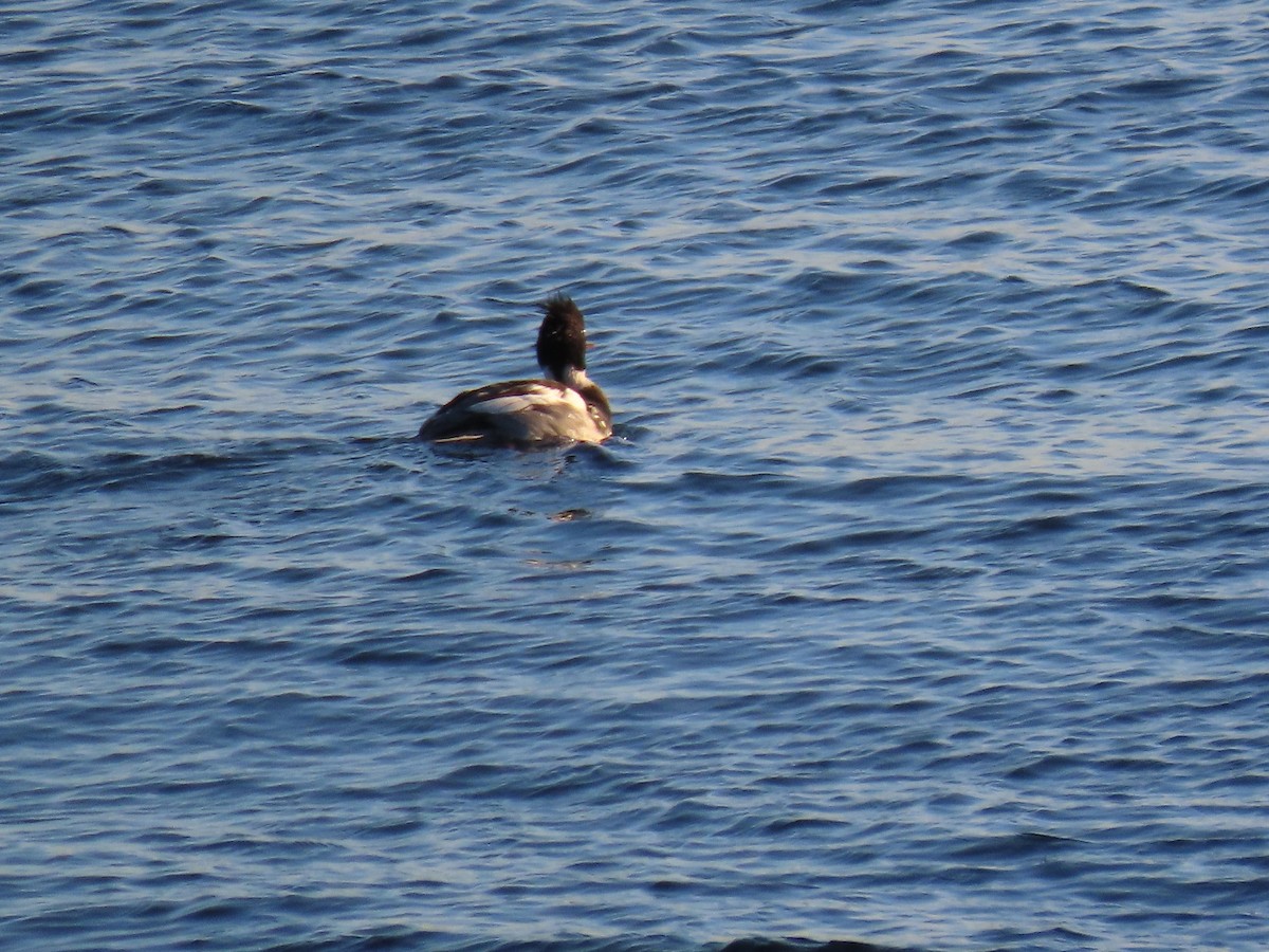 Red-breasted Merganser - ML647368182
