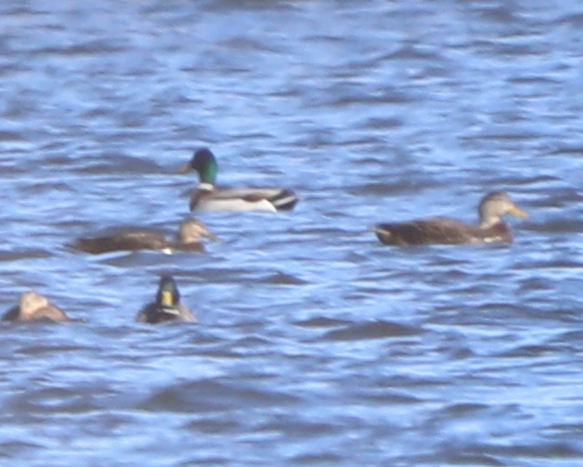 American Black Duck - ML647368185