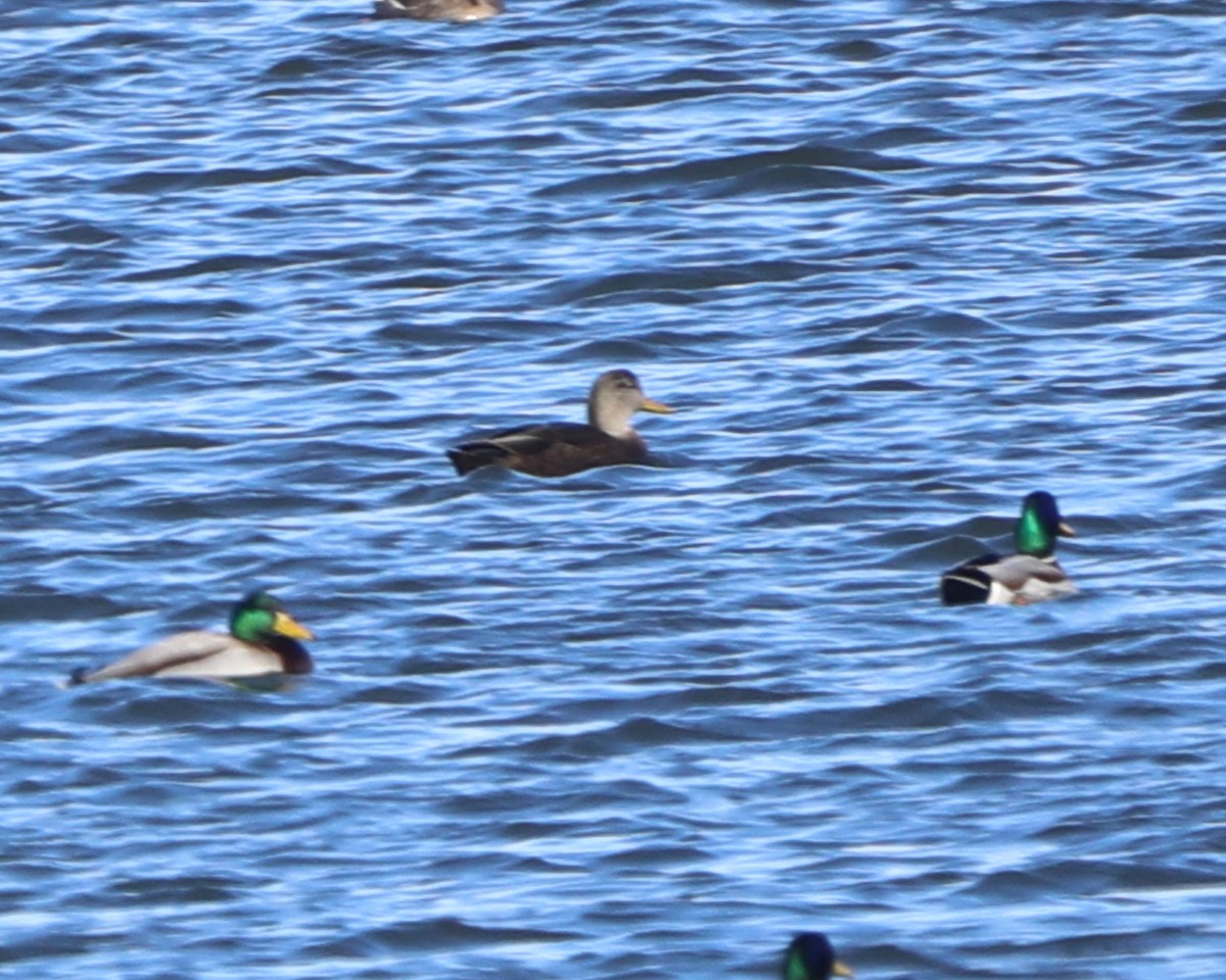 American Black Duck - ML647368186