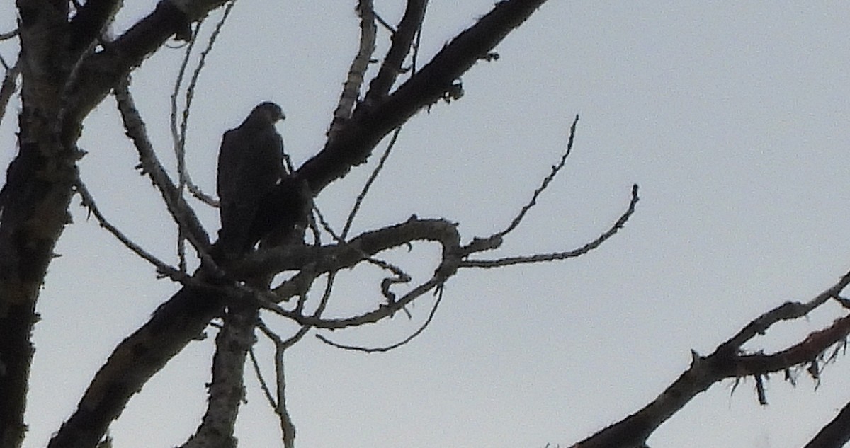 Peregrine Falcon - ML647368192