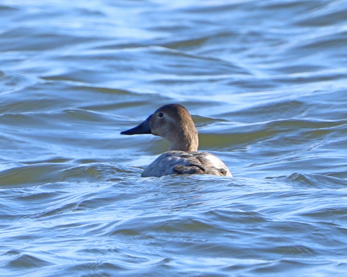 Murgilari bizkarzuria - ML647368206