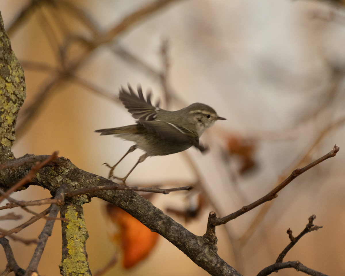 バフマユムシクイ - ML647368208