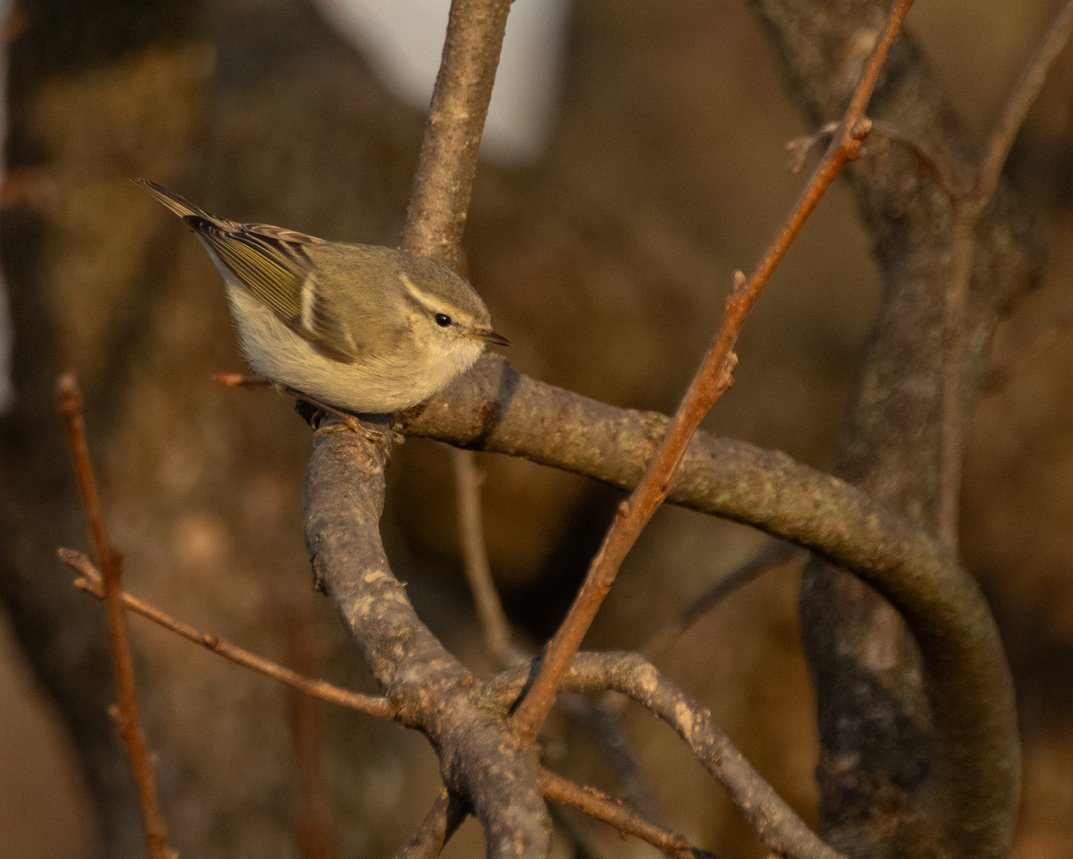 バフマユムシクイ - ML647368209