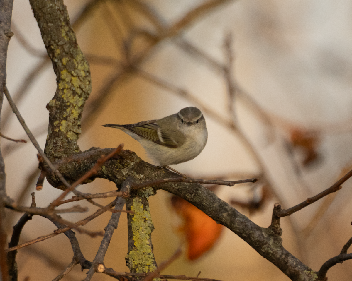 バフマユムシクイ - ML647368213