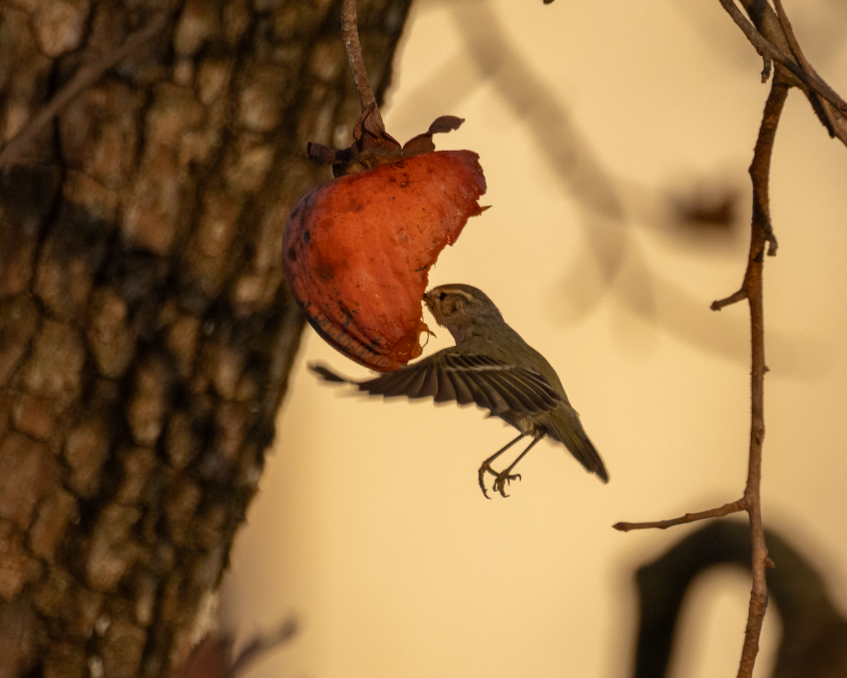 バフマユムシクイ - ML647368220