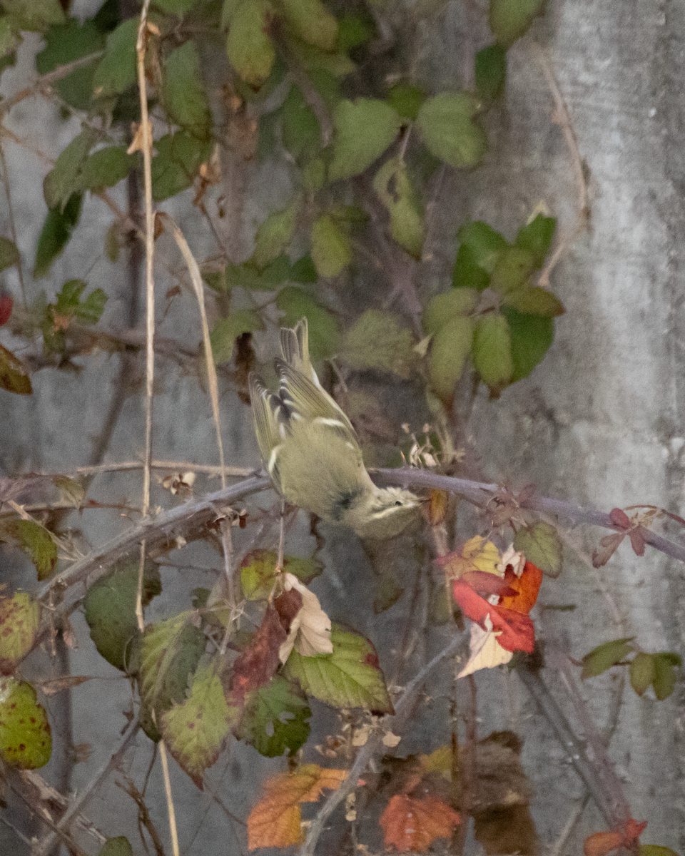 バフマユムシクイ - ML647368221