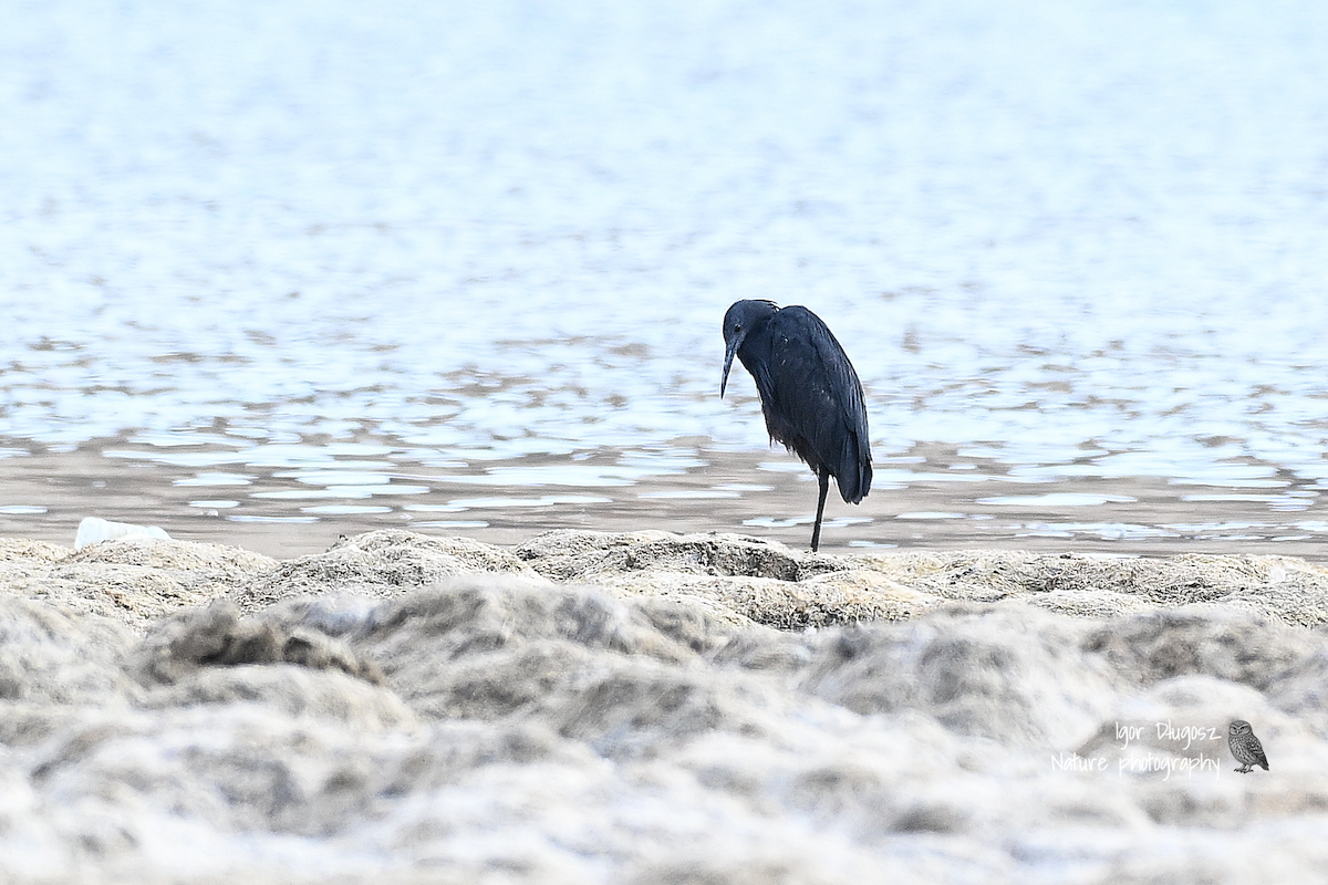 skyggehegre - ML647368223