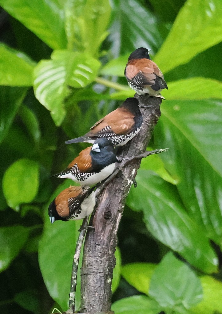 Чёрно-белая муния (nigriceps/woltersi) - ML647368224