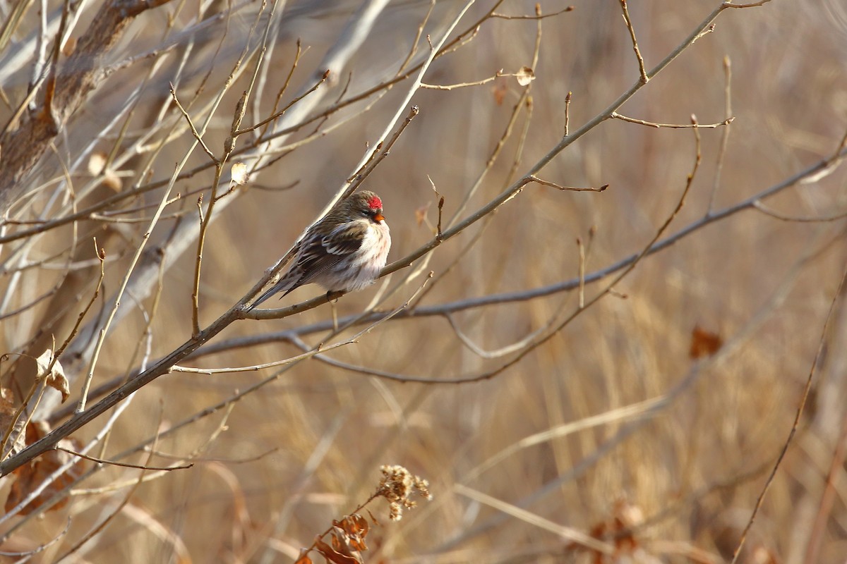 普通朱頂雀(flammea/rostrata/islandica) - ML647368228