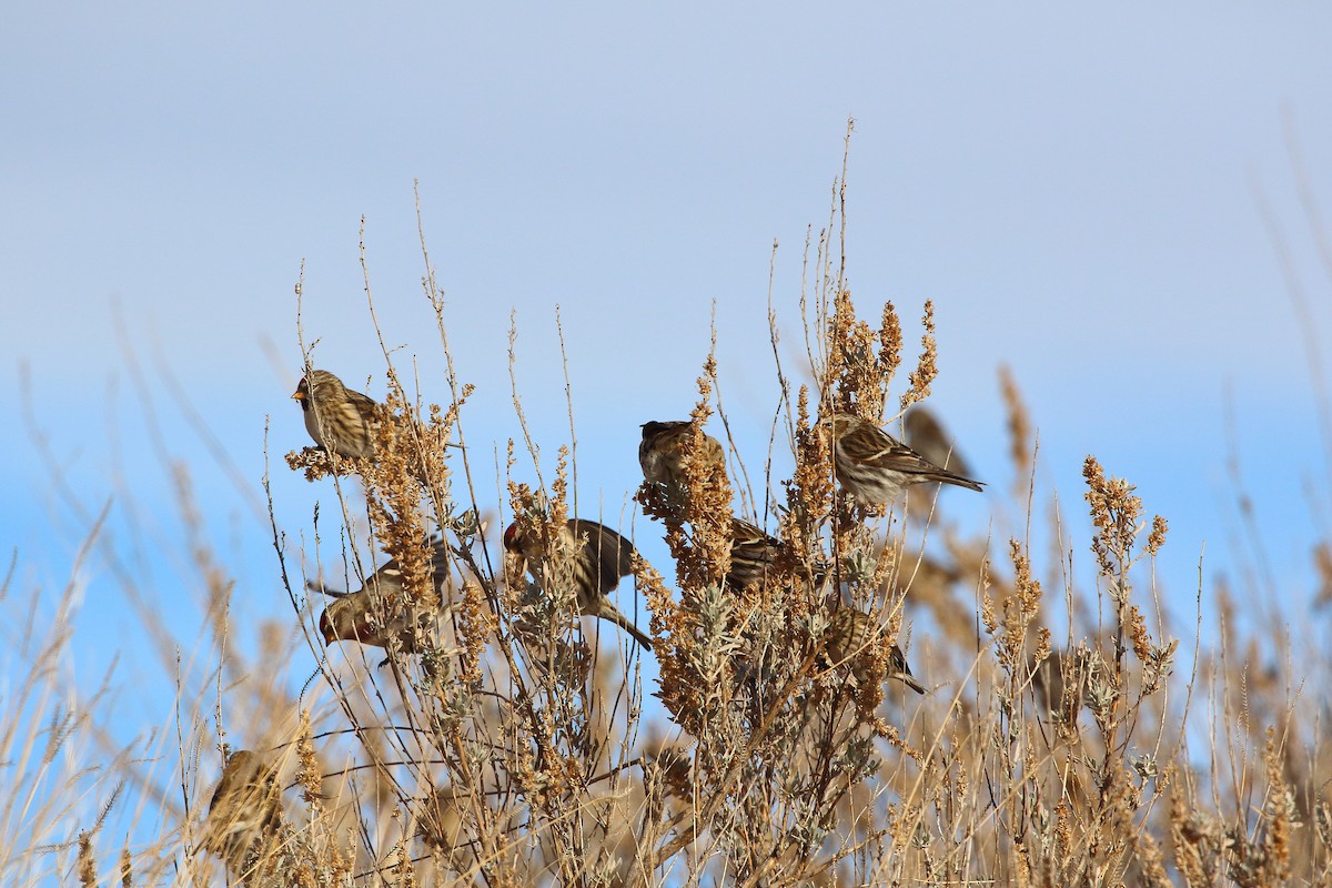 普通朱頂雀(flammea/rostrata/islandica) - ML647368229