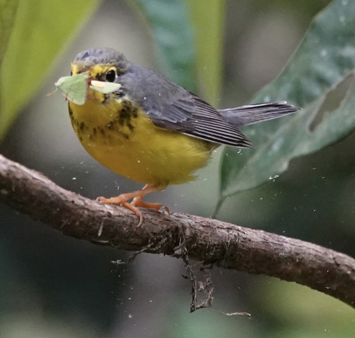 Canada Warbler - ML647368231
