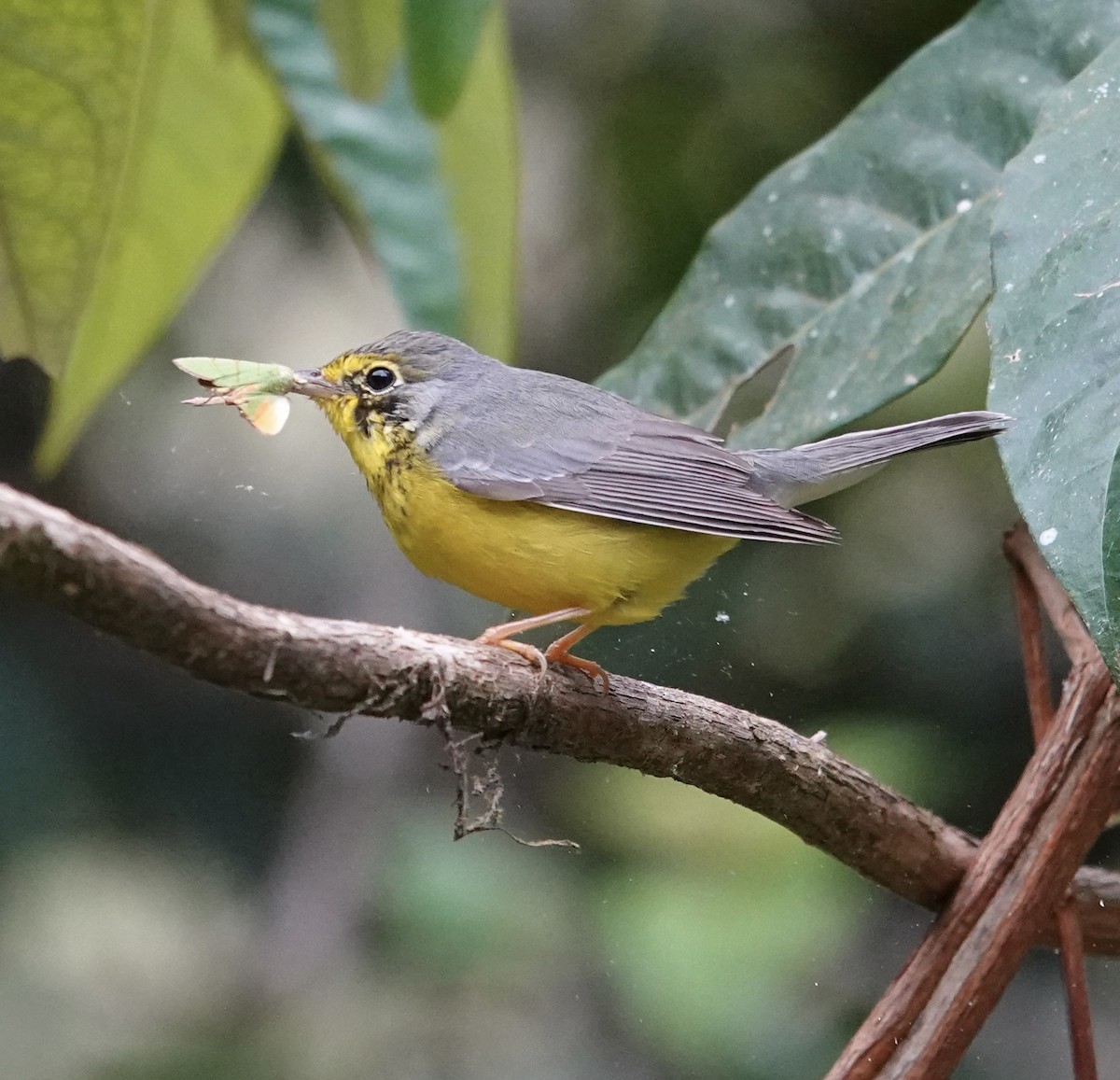 Canada Warbler - ML647368232