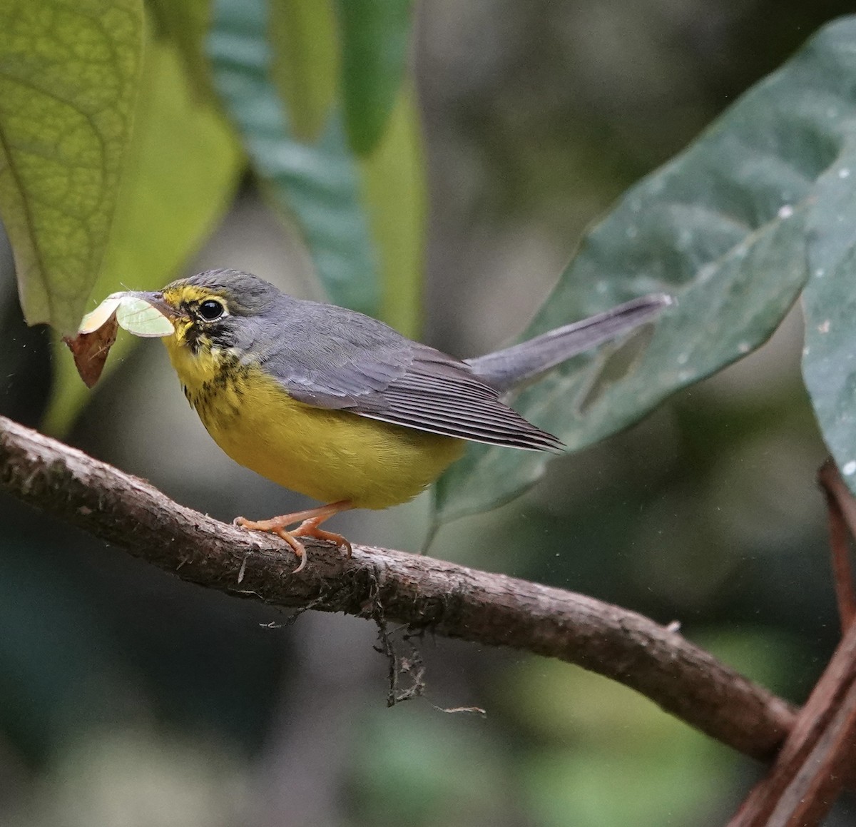 Canada Warbler - ML647368233