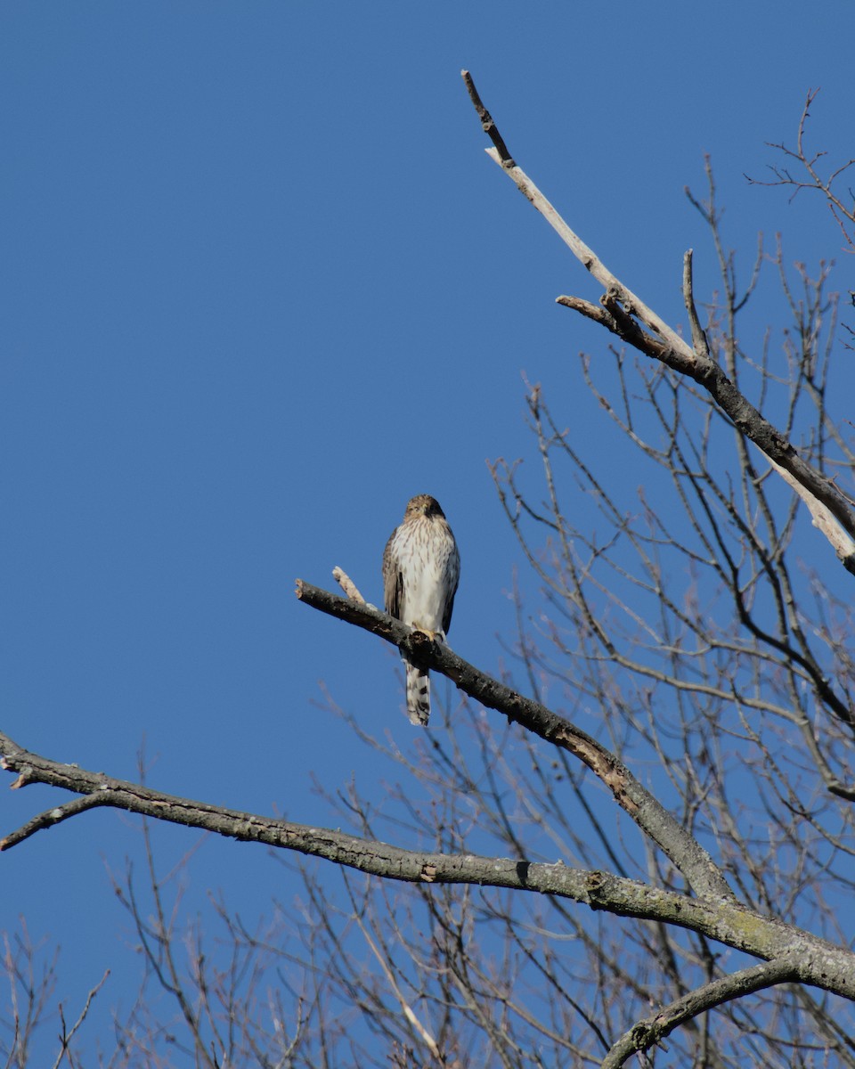 Cooper's Hawk - ML647368257