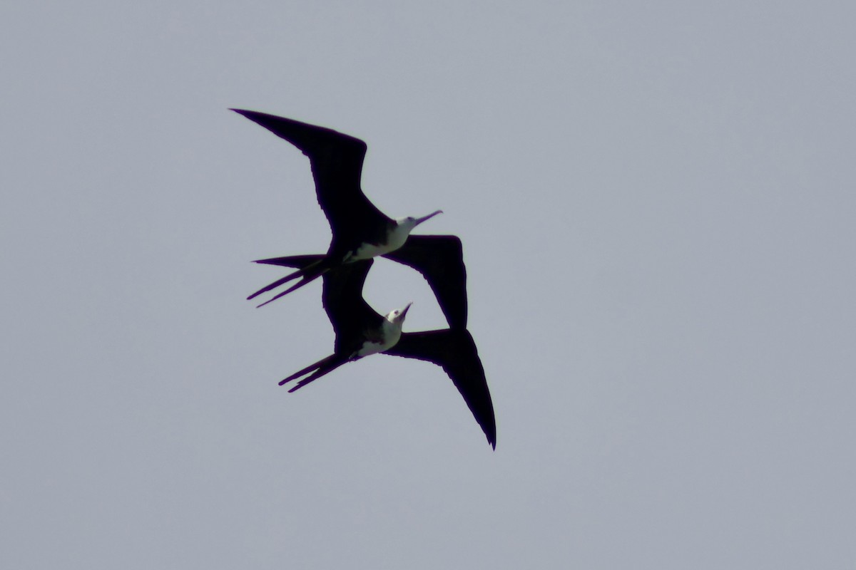 Magnificent Frigatebird - ML647368265