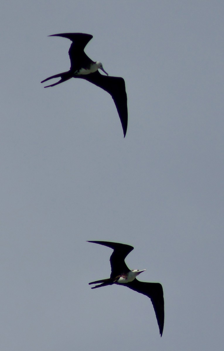Magnificent Frigatebird - ML647368266
