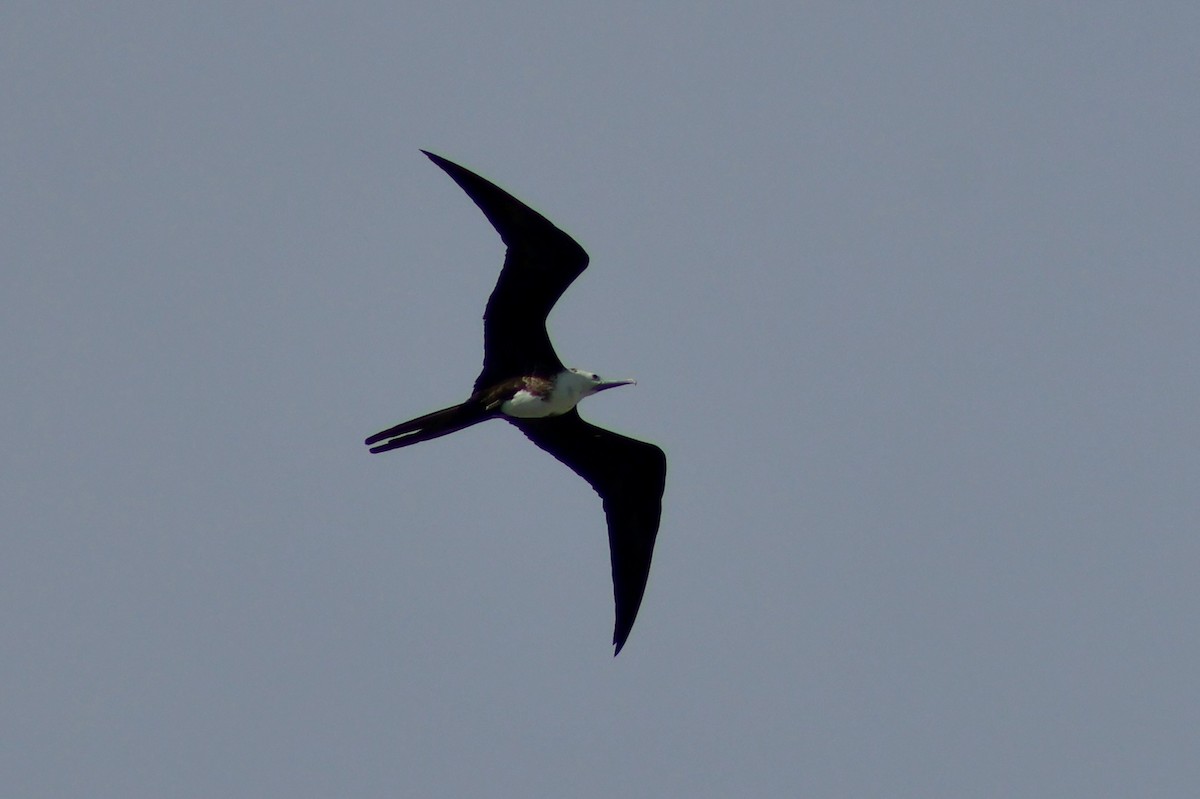 Magnificent Frigatebird - ML647368267