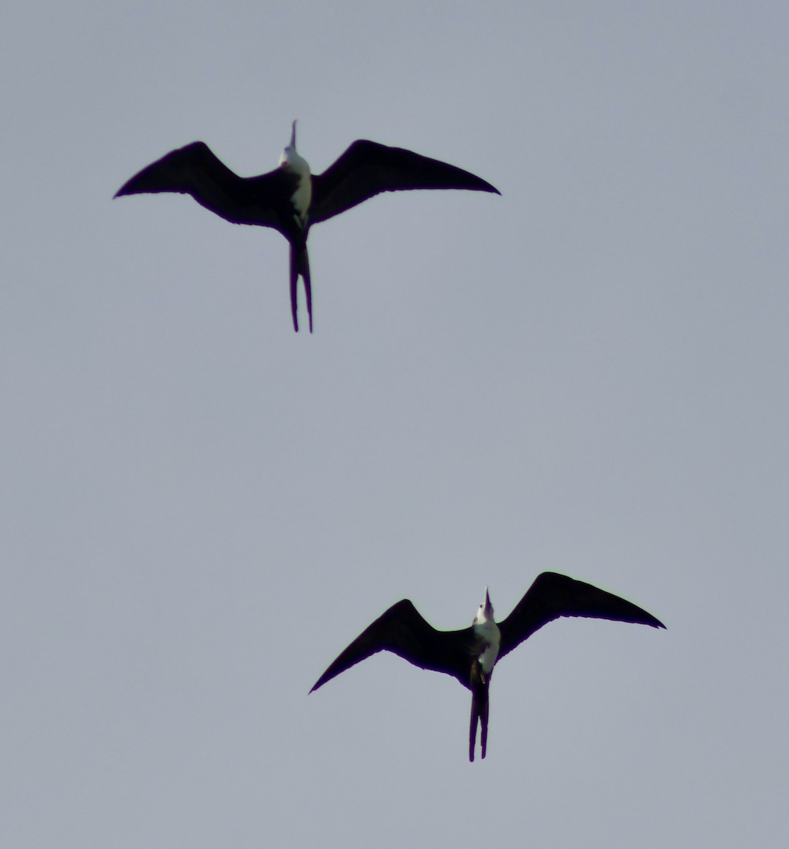 Magnificent Frigatebird - ML647368268