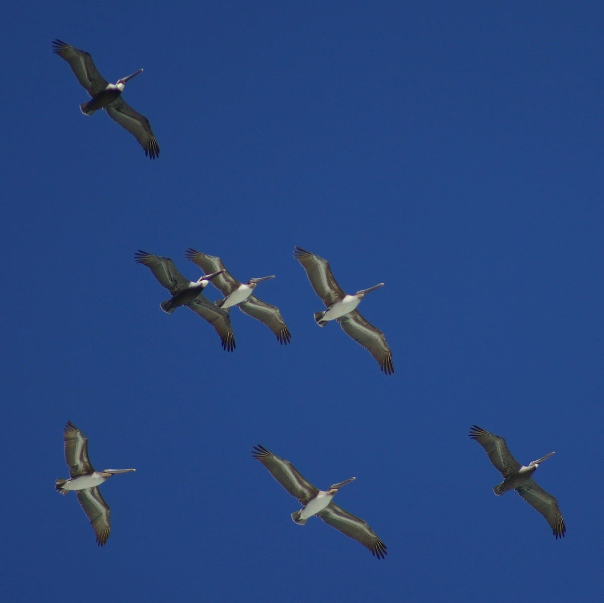 Brown Pelican - ML647368270