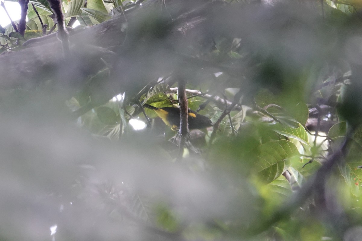 Porto Riko Turpiyali - ML647368272