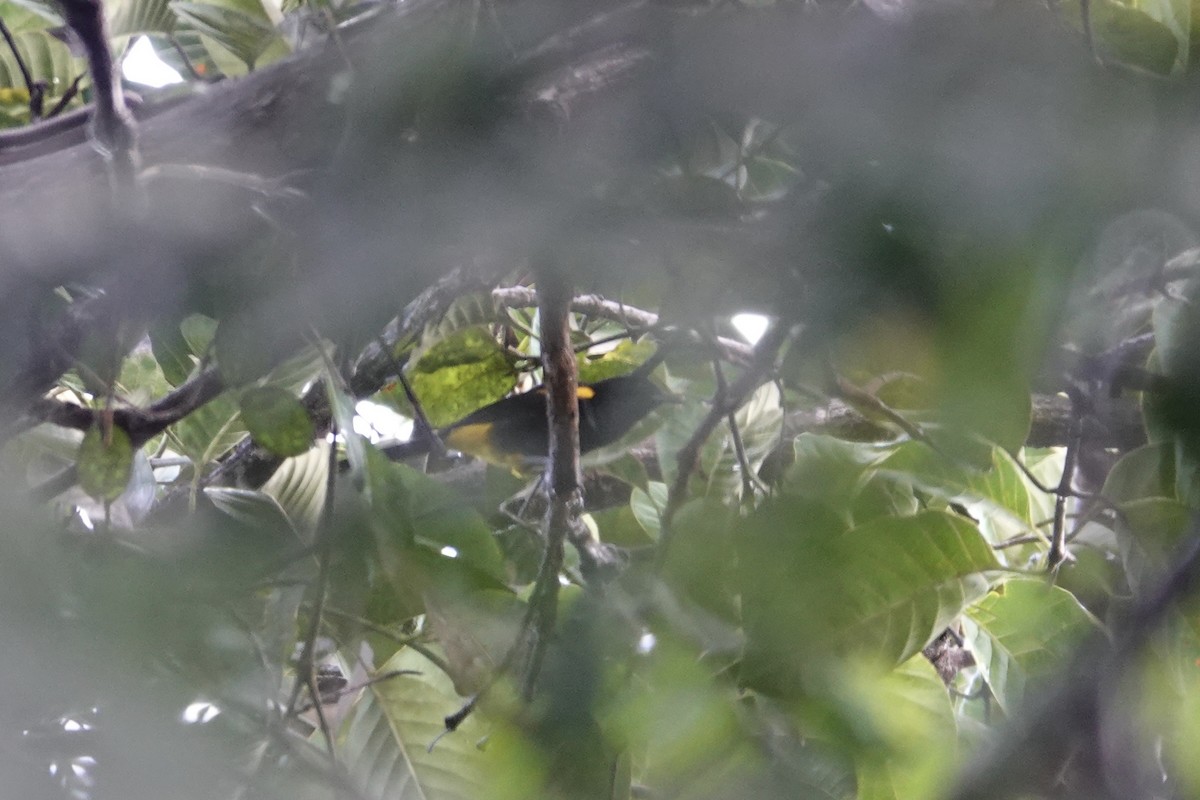 Porto Riko Turpiyali - ML647368273