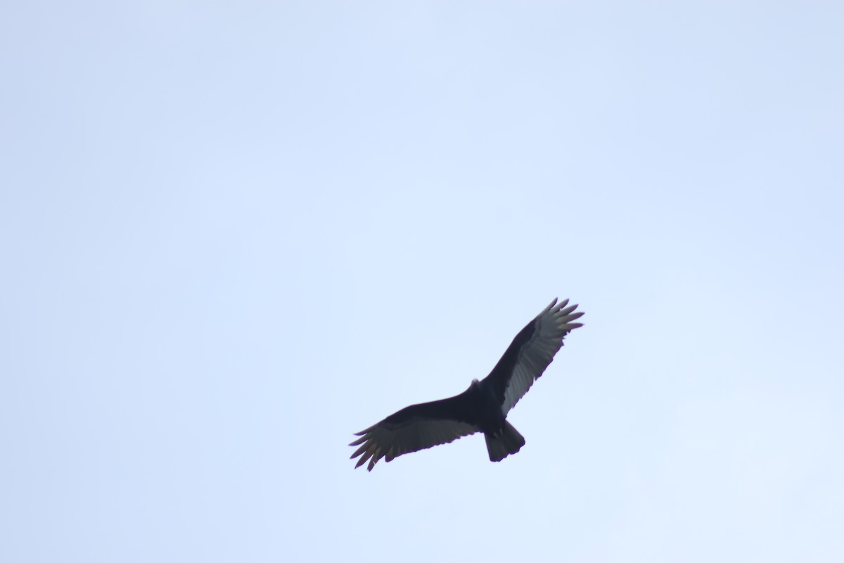 Turkey Vulture - ML647368279