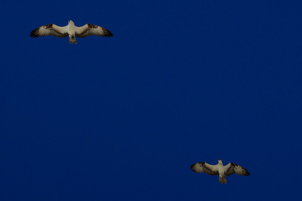 Osprey - ML647368287