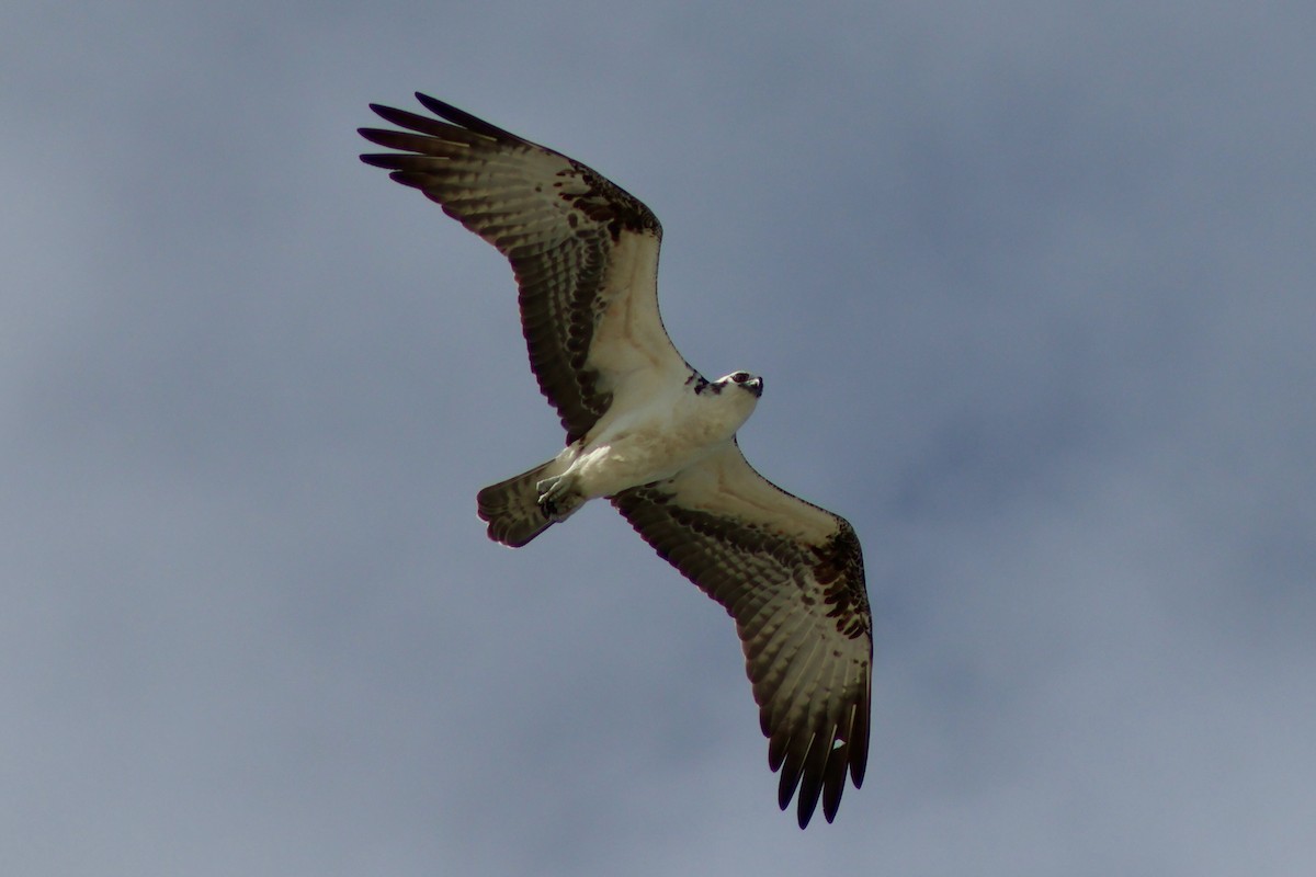 Osprey - ML647368294