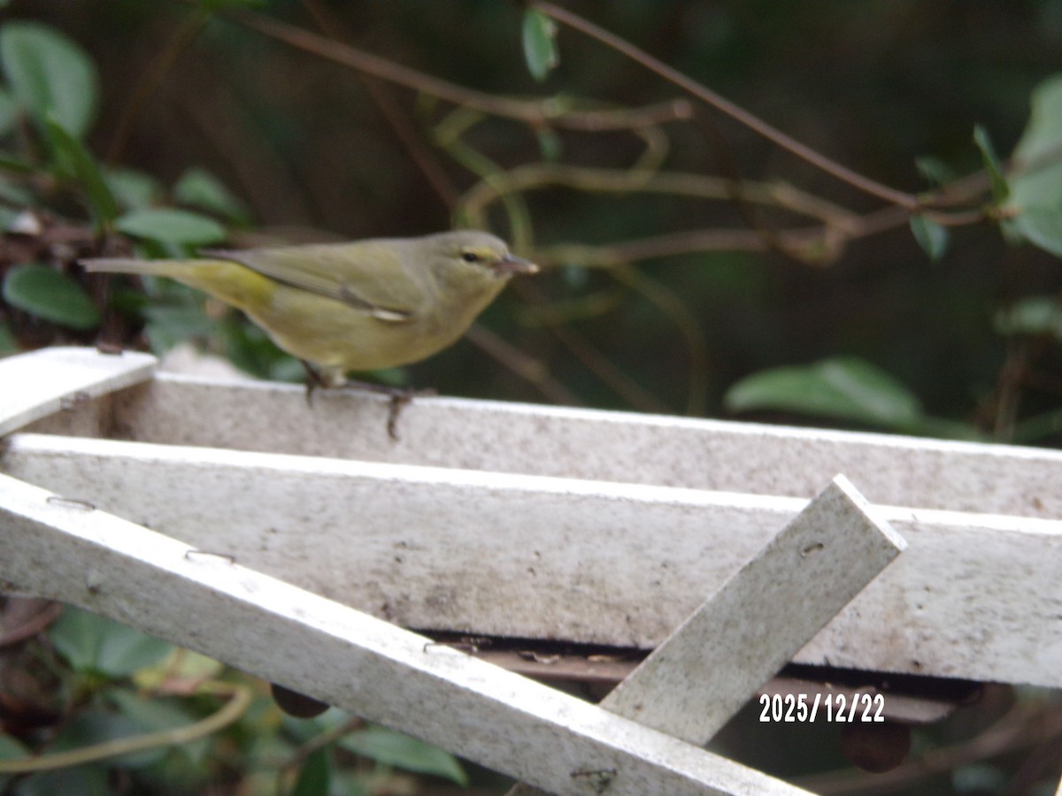 Orange-crowned Warbler - ML647368295