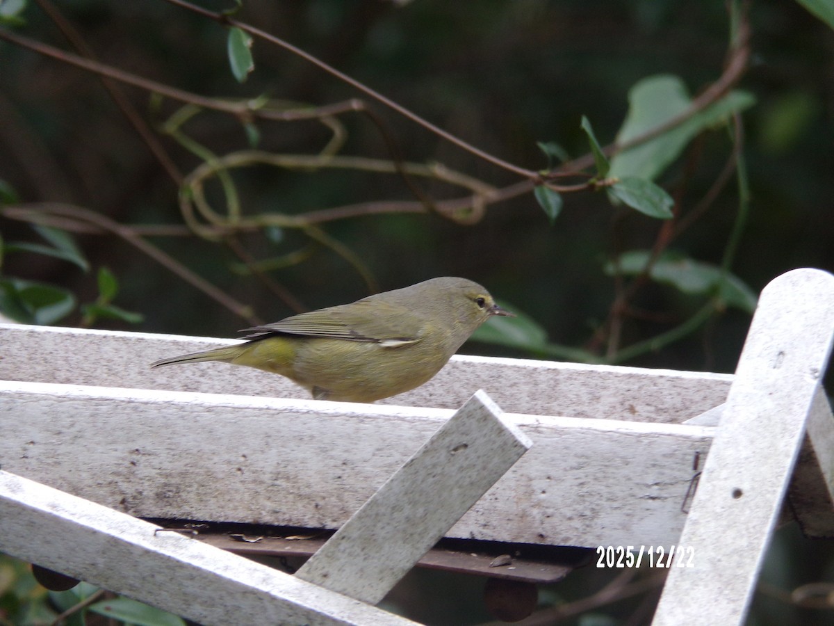 Orange-crowned Warbler - ML647368296