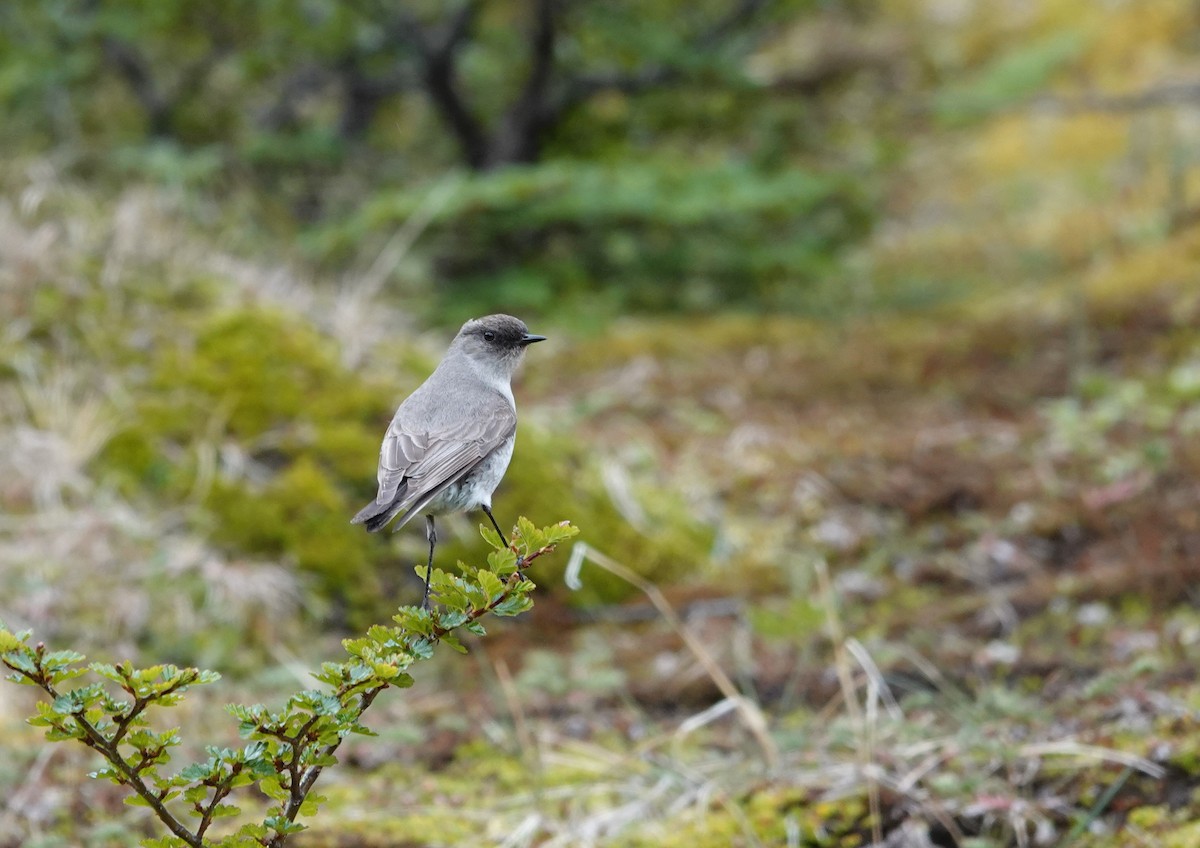Dormilona Carinegra - ML647368300