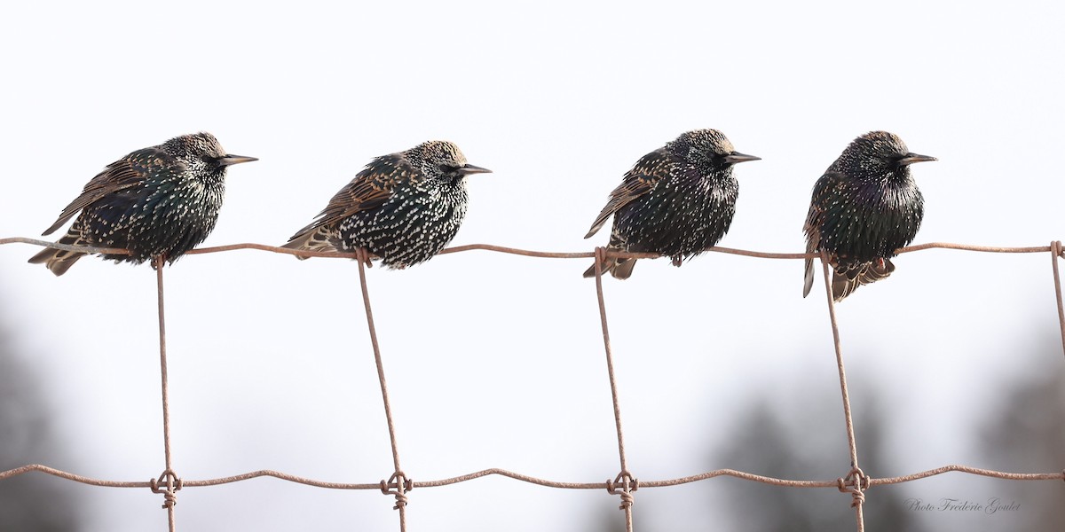 European Starling - ML647368303