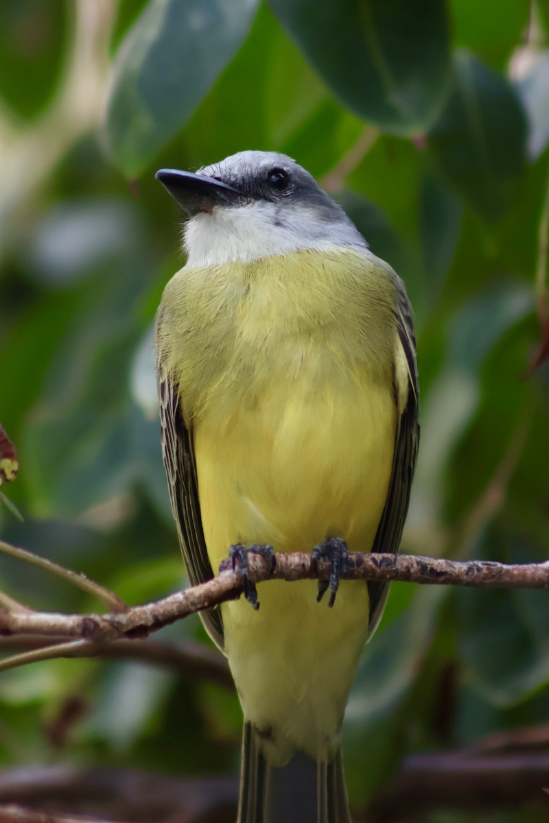 Tropical Kingbird - ML647368308