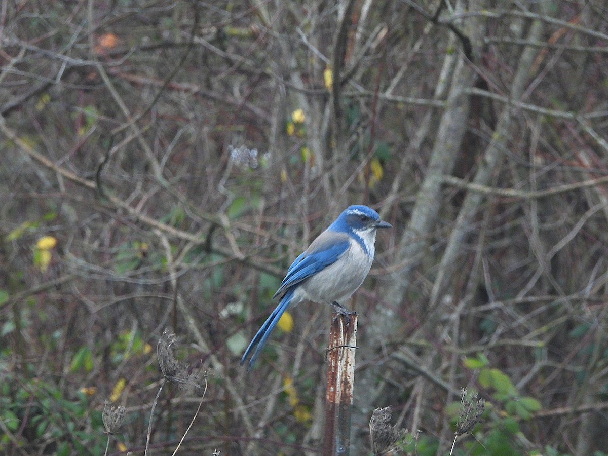 California Scrub-Jay - ML647368315