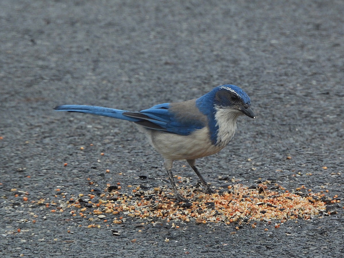 California Scrub-Jay - ML647368316