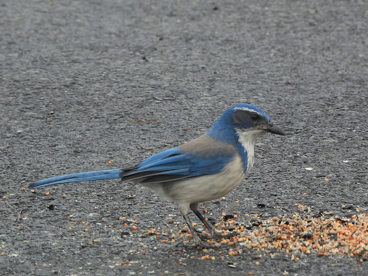 California Scrub-Jay - ML647368317