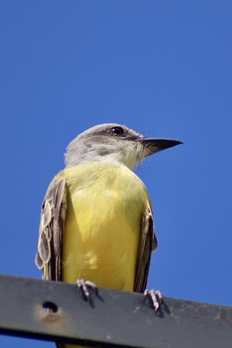 Tropical Kingbird - ML647368318