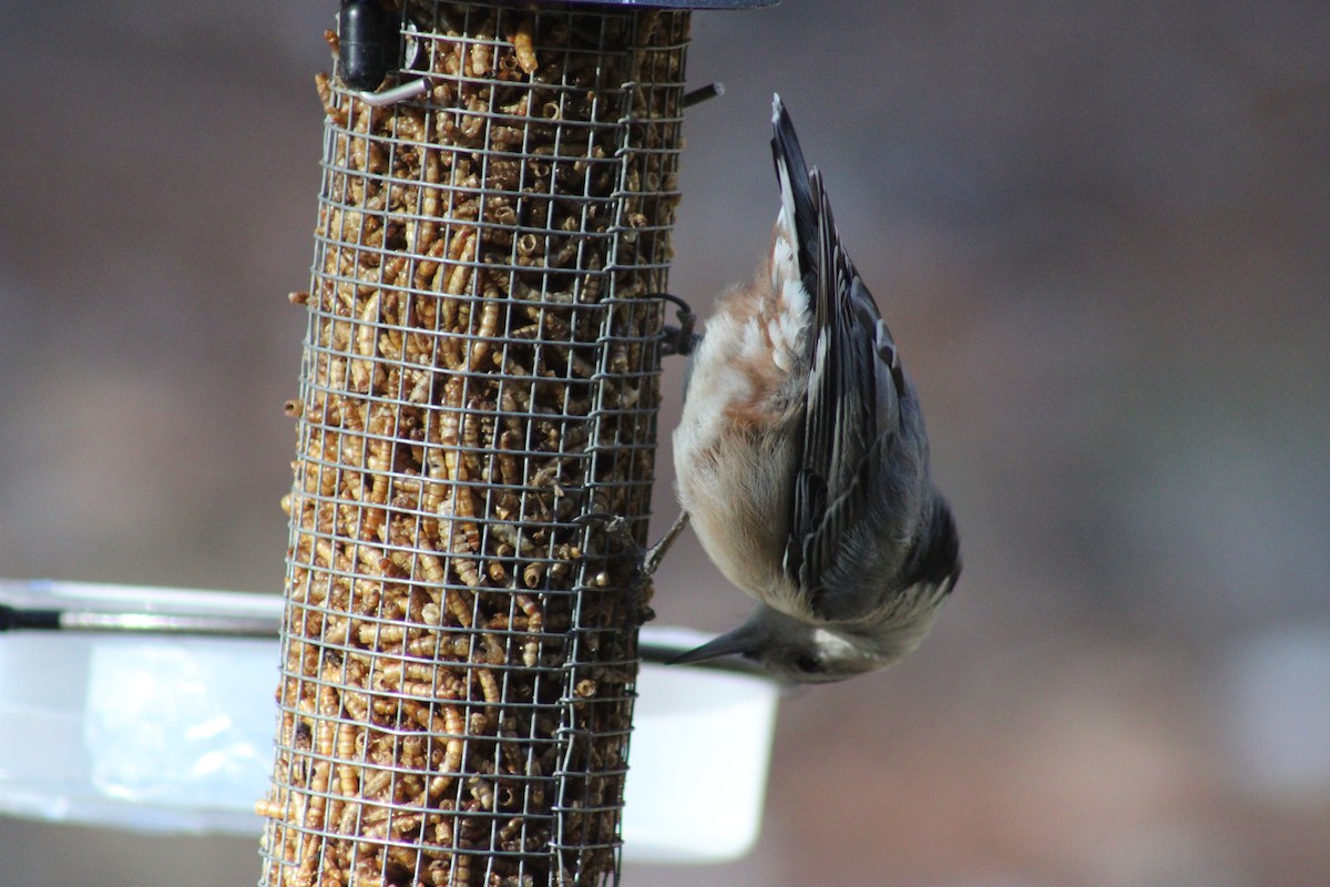 Weißbrustkleiber - ML647368321