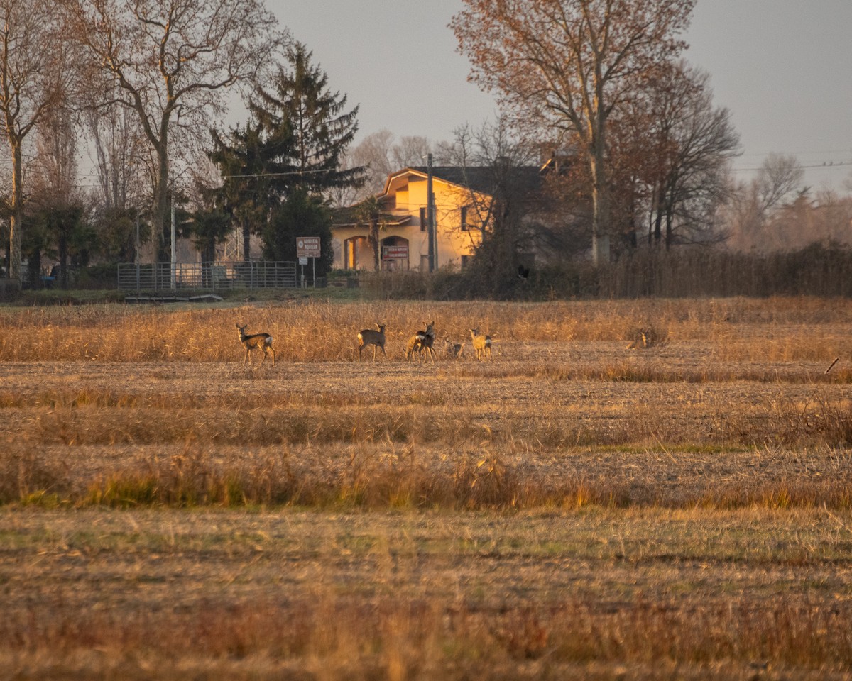 ノロジカ - ML647368326