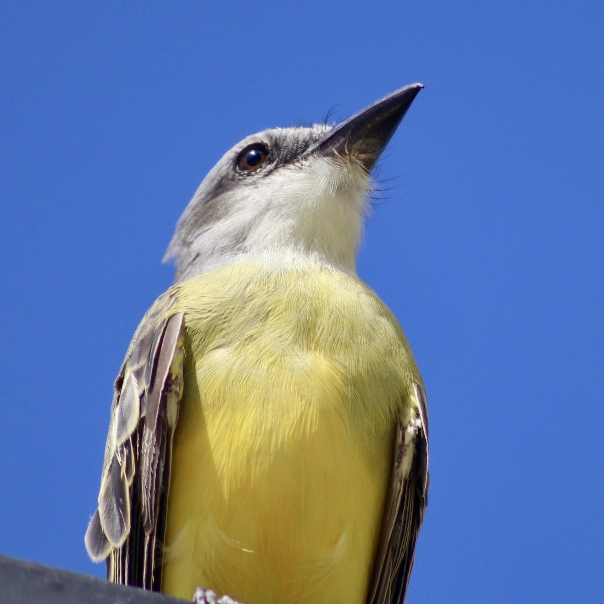 Tropical Kingbird - ML647368329