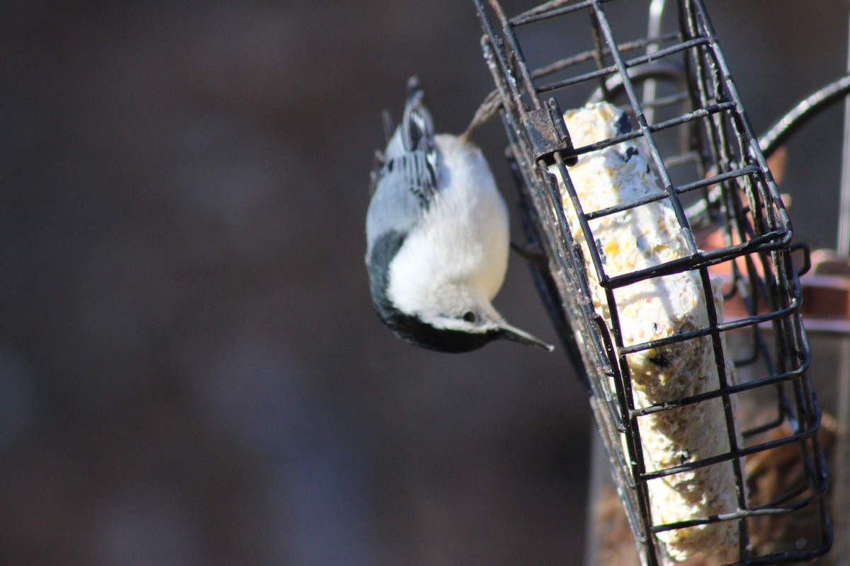 Weißbrustkleiber - ML647368332