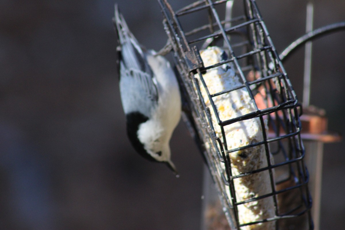 Weißbrustkleiber - ML647368341