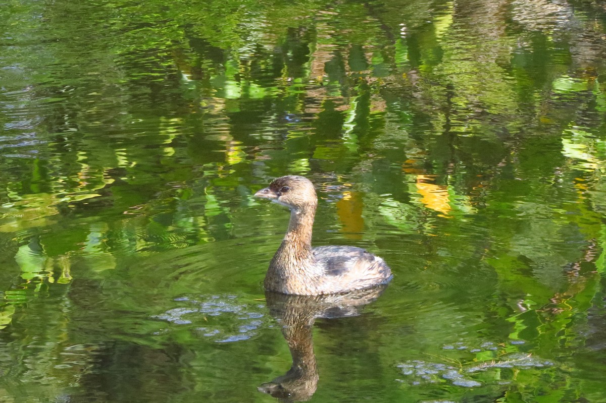 Pied-billed Grebe - ML647368355