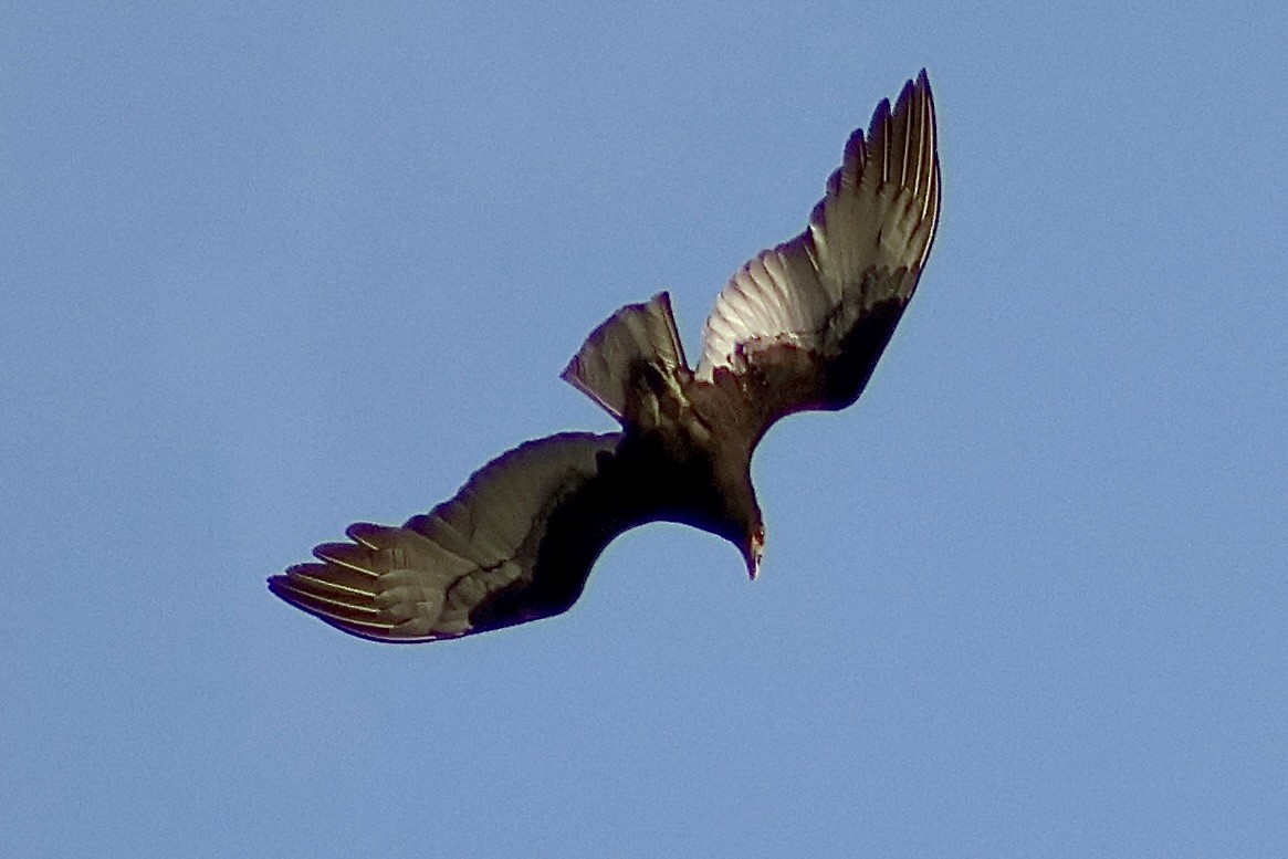 Lesser Yellow-headed Vulture - ML647368356
